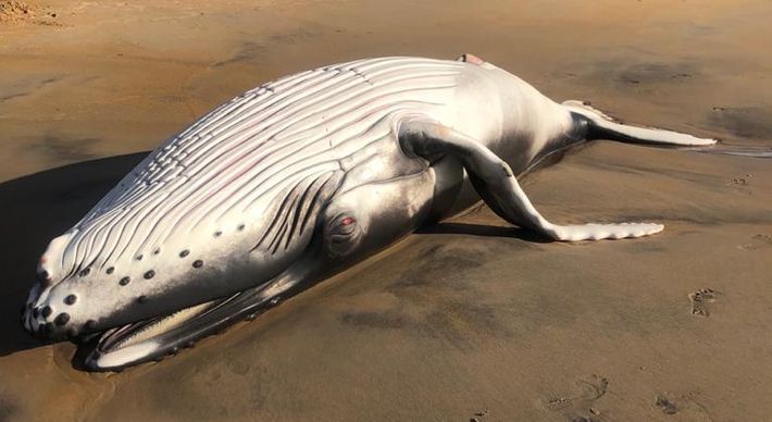 Nesta terça-feira (4), a carcaça de outra baleia também foi encontrada na praia de Degredo, no município de Linhares, no Norte do Espírito Santo