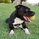 Imagem - Cachorro morre de calor em voo de São Paulo para Vitória