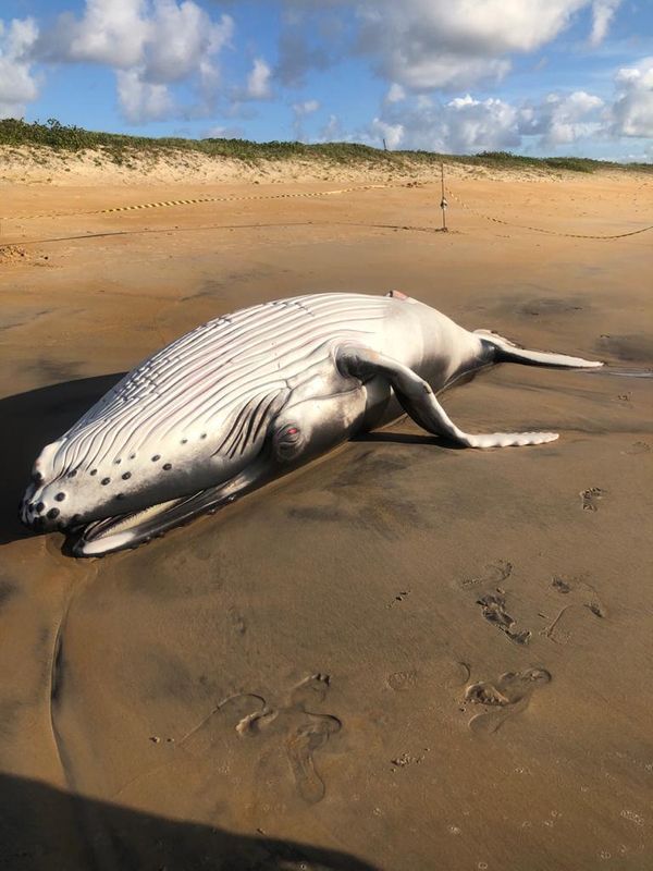 Baleia é encontrada morta na praia de Guriri, em São Mateus
