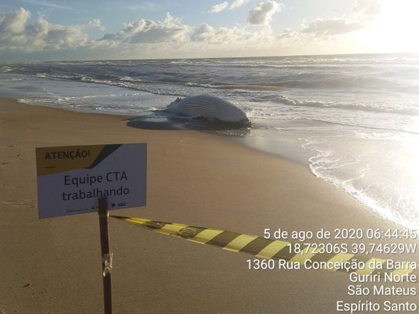 Baleia é encontrada morta na praia de Guriri, em São Mateus