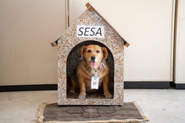A cachorra Sesa Caramelo tem crachá e uma ficha institucional na Secretaria de Saúde da Serra