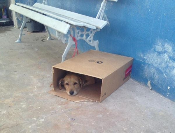 A cachorra Sesa Caramelo tem crachá e uma ficha institucional na Secretaria de Saúde da Serra