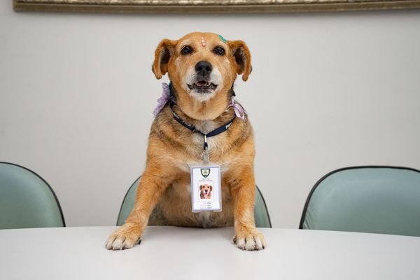 A cachorra Sesa Caramelo tem crachá e uma ficha institucional na Secretaria de Saúde da Serra