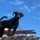 Imagem - Cachorro com sinais de maus-tratos é resgatado em Cariacica
