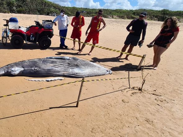 Baleia encontrada na Praia d'Ulé tinha 4,5 metros e cerca de uma tonelada por Thiago Ferrari/Amigos da Jubarte