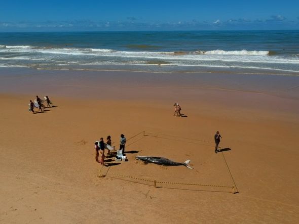 Filhote de baleia Jubarte é enocntrado morto na praia d'Ulé, em Guarapari.  por Vitor Jubini