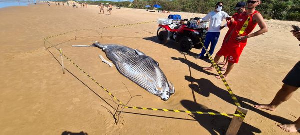 Baleia encontrada na praia d'Ulé, em Guarapari, neste sábado (8)