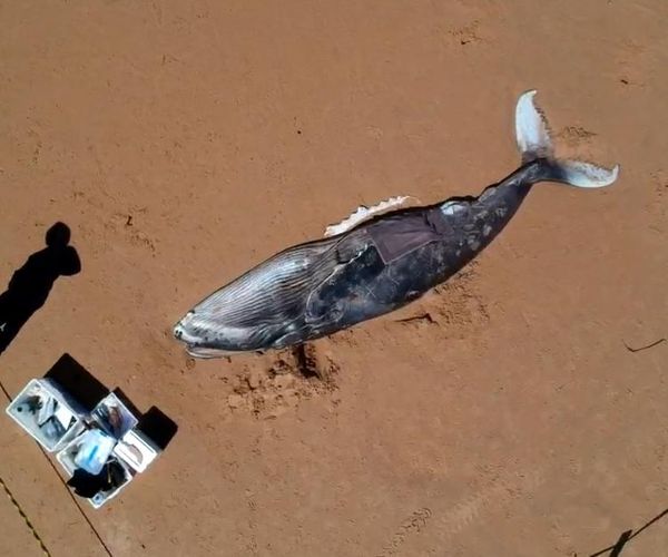 Filhote de baleia Jubarte é enocntrado morto na praia d'Ulé, em Guarapari. 