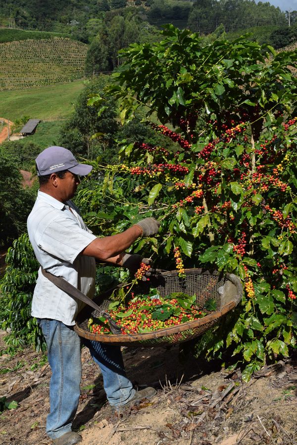 Cafeicultura encontra suporte para impulsionar o setor