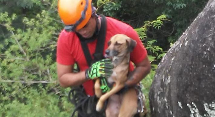 Suspeita é de que os três cachorros estivessem presos há dias; para salvá-los, agentes precisaram fazer um rapel na pedra; veja vídeo