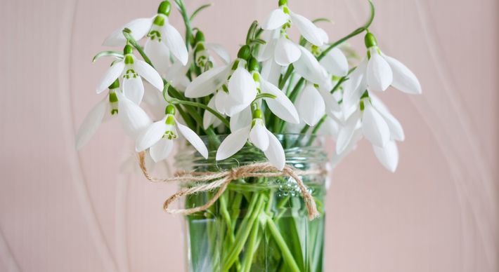 A prática é bem simples e pode ajudar as plantas a ter uma boa durabilidade. É necessário atenção para as espécies que podem ser cultivadas na água e tomar alguns cuidados para que elas se desenvolvam