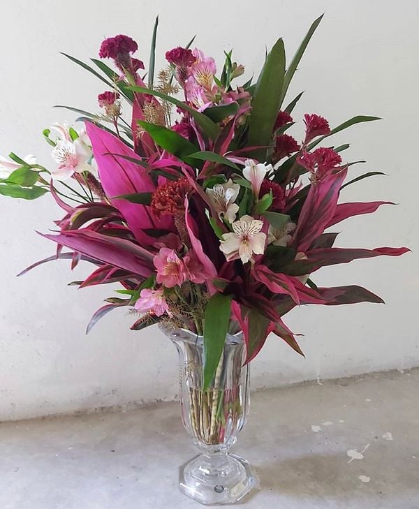 Planta na água por Divulgação