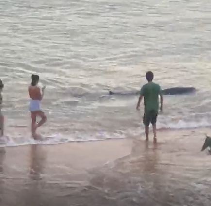 Pessoas tentam resgatar o filhote de baleia que encalhou na praia