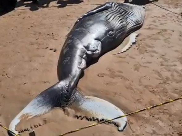 Filhote de baleia jubarte apareceu morto em Guarapari por Reprodução/TV Gazeta