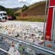 Imagem - Motorista morre preso às ferragens em acidente na BR 262 em Iúna