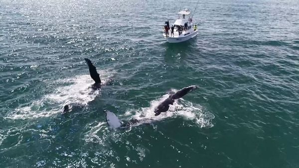 Baleias jubarte em passagem pelo ES 