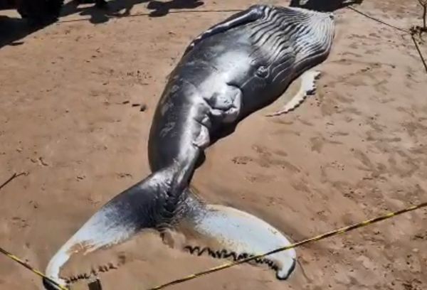 Filhote de baleia jubarte apareceu morto em Guarapari