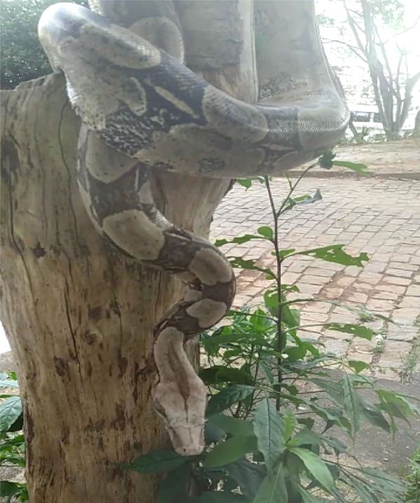 Morador de Cachoeiro captura cobra em árvore
