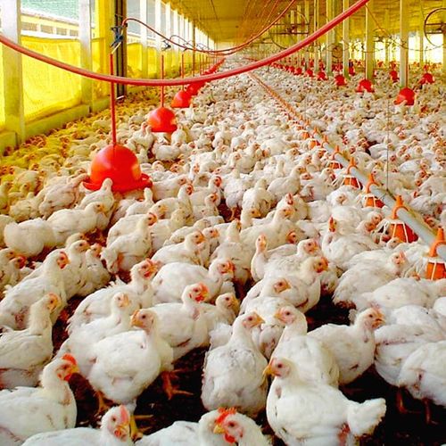 Entenda se há risco de contrair Covid-19 ao consumir frango, boi ou porco