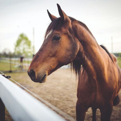 Entenda como a carne de cavalo pode ser vendida e consumida no ES