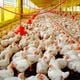 Imagem - Entenda se há risco de contrair Covid-19 ao consumir frango, boi ou porco
