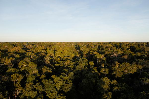 A Reserva Natural Vale em Linhares, referência em pesquisa, é há 40 anos um local destinado à conservação ambiental.