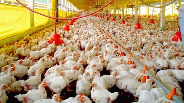 Avicultura, criação de frangos em galpão