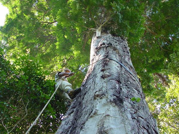 Dinizia jurema-facão existe apenas na Reserva Natural Vale no Espírito Santo por Vale/Divulgação