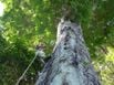Dinizia jurema-facão existe apenas na Reserva Natural Vale no Espírito Santo(Vale/Divulgação)