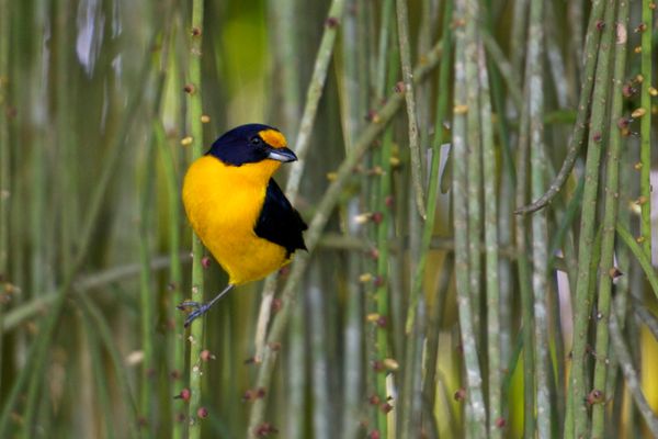 Gaturamo-verdadeiro (Euphonia violacea) é uma das aves que encontram abrigo e alimento na Reserva. por Vale/Divulgação