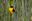 Gaturamo-verdadeiro (Euphonia violacea) é uma das aves que encontram abrigo e alimento na Reserva.(Vale/Divulgação)