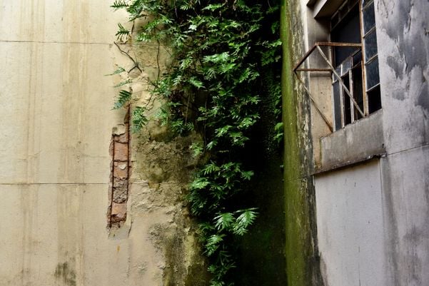 Plantas nascem nas paredes do antigo prédio do Instituto de Aposentadorias e Pensões do Industriários (IAPI), em Viitória por Fernando Madeira