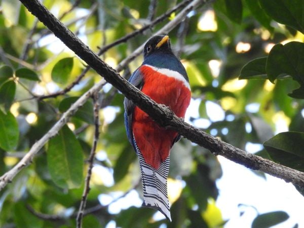 Surucuá-de-coleira (Trogon collaris) é outro pássaro que pode ser visto no templo de conservação Vale. por Vale/Divulgação