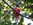 Surucuá-de-coleira (Trogon collaris) é outro pássaro que pode ser visto no templo de conservação Vale.(Vale/Divulgação)