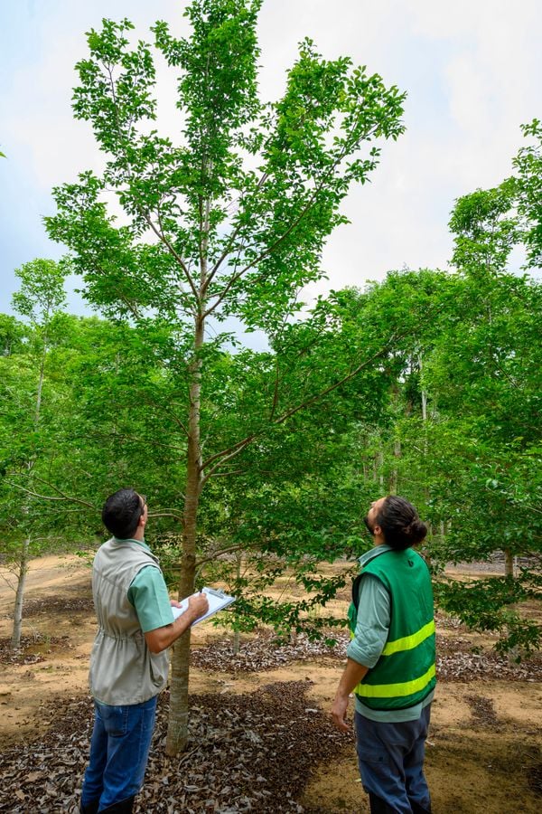 Técnicos avaliam desenvolvimento de jequitibás-rosa na Reserva Natural Vale. por Jorge Sagrilo/Divulgação