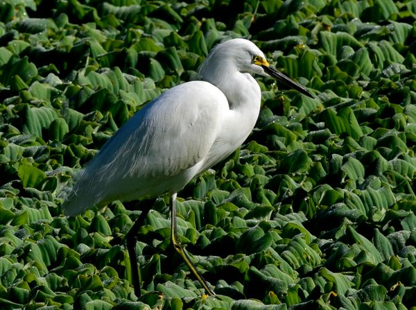 o local é um refúgio para várias espécies de fauna e flora naturais por Ricardo Medeiros