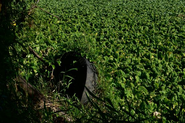 Pneu de caminhão descartado dentro da lagoa por Ricardo Medeiros
