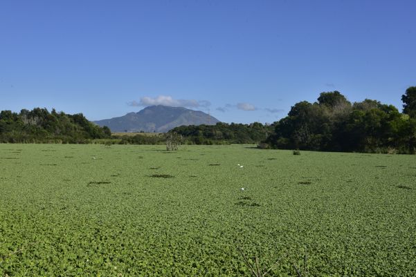 Hoje está coberta por gigogas por Ricardo Medeiros