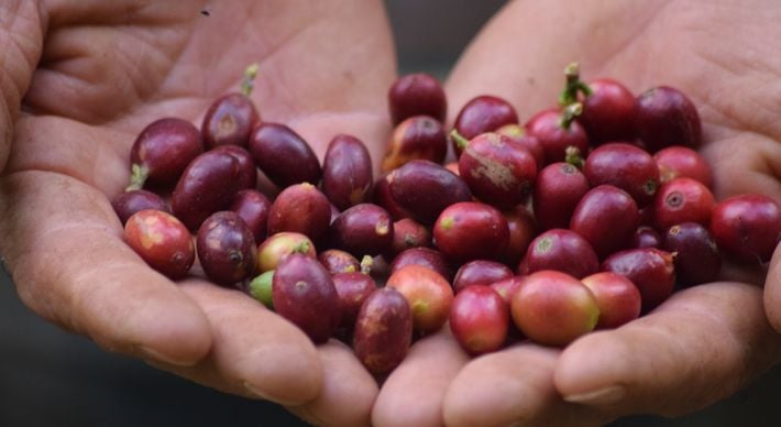 Espírito Santo produzirá 4,47 milhões de sacas do café tipo arábica em 2020, 49,1% a mais em relação ao total de 3 milhões de sacas colhidas no ano passado, segundo estimativa da Conab