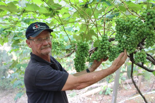 O produtor Braz Bolsoni apostou na uva para cultivar em suas terras