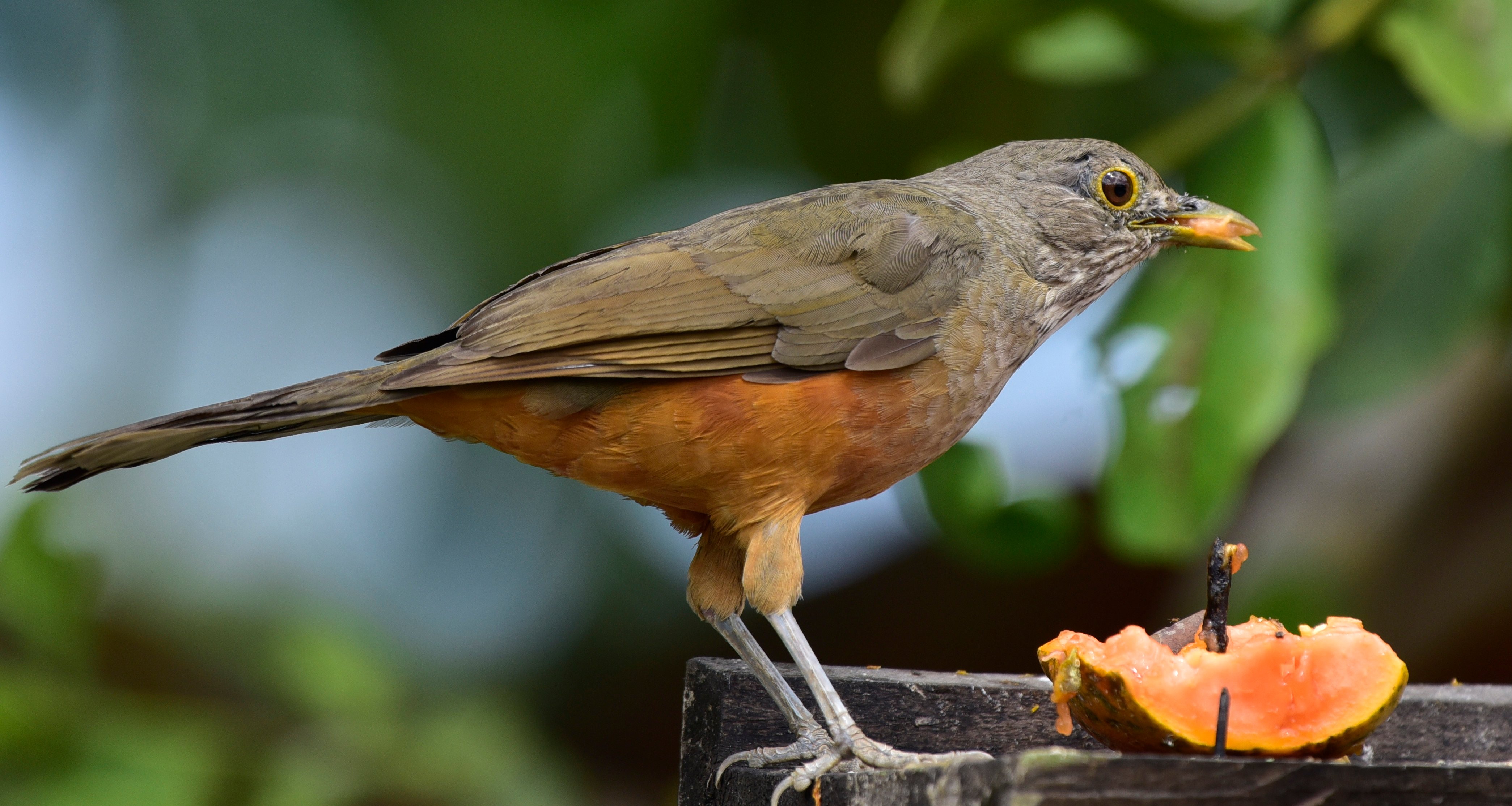 Sabiá-laranjeiras ave símbolo do estado de São Paulo. Foi imortalizado na “Canção do Exílio”, de Gonçalves Dias