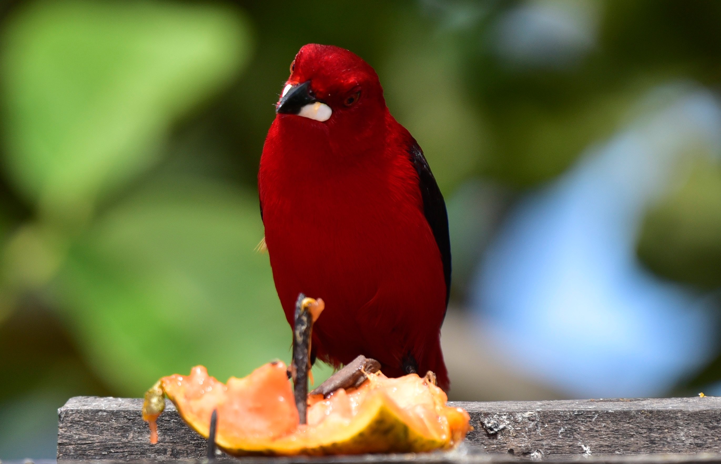 O tiê-sangue é uma ave símbolo da Mata Atlântica, reconhecida pela beleza de sua plumagem vermelha