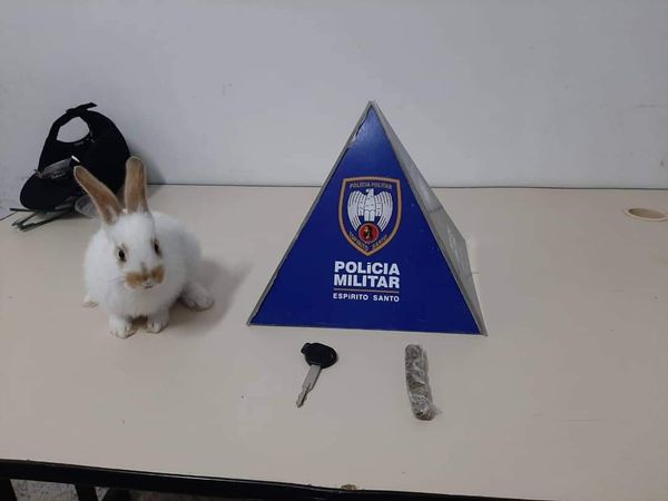 A imagem mostra um coelho, a chave de uma moto e uma bucha de maconha em cima de uma mesa com o totem da PM atrás