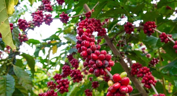 Venda de café em grãos, celulose e especiarias, por outro lado, fez com que as exportações do agronegócio capixaba terminassem o período registrando alta de 19,3% frente ao trimestre anterior