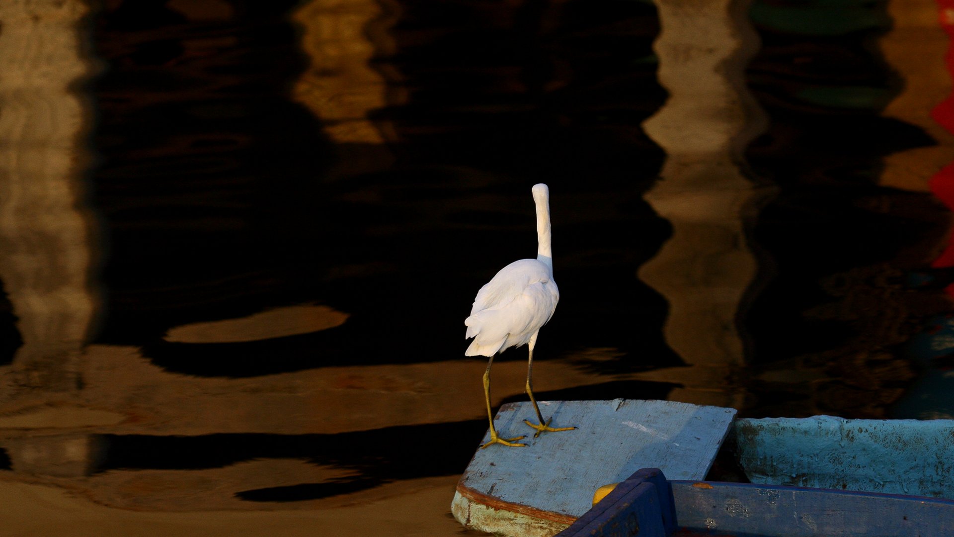 As penas brancas da garça contrastam com o reflexo na Ilha das Caieiras. Foto: Vitor Jubini
