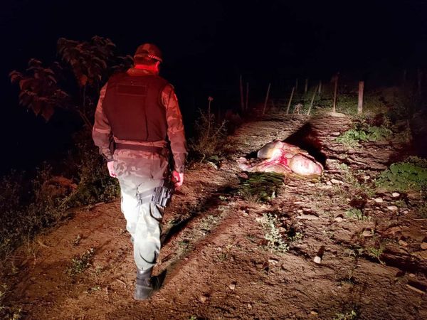 Polícia apreende quase 300 quilos de carne clandestina