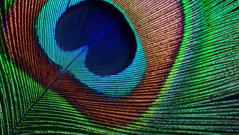 Painel remete à plumagem do pavão