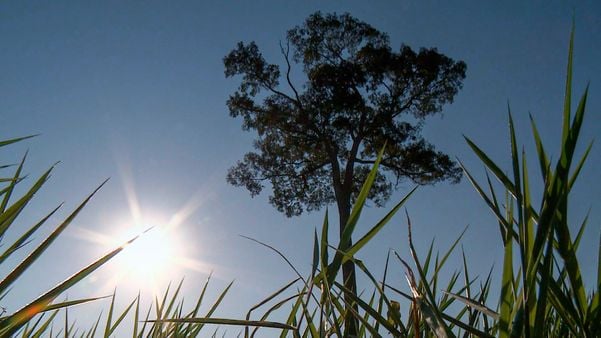 O único exemplar de jequitibá-rosa da BR 101, em Linhares