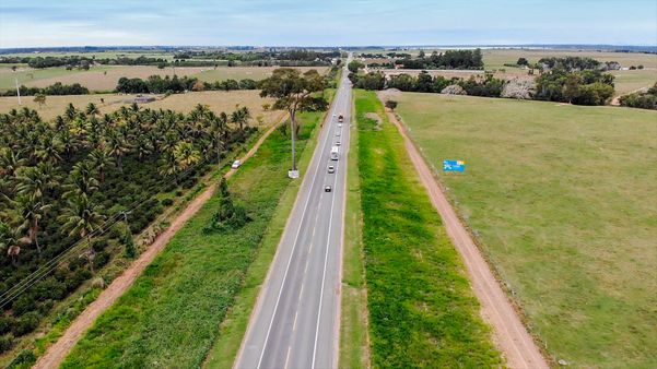 O único exemplar de jequitibá-rosa da BR 101, em Linhares