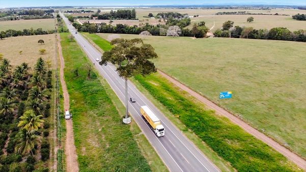 O único exemplar de jequitibá-rosa da BR 101, em Linhares